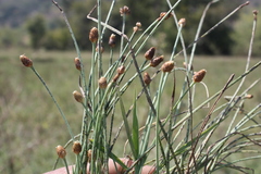 Fimbristylis tetragona